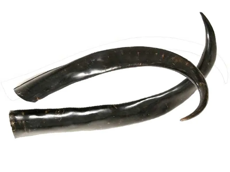 Dr. Dittmar vattenbuffelhorn opolerad 100–110 cm