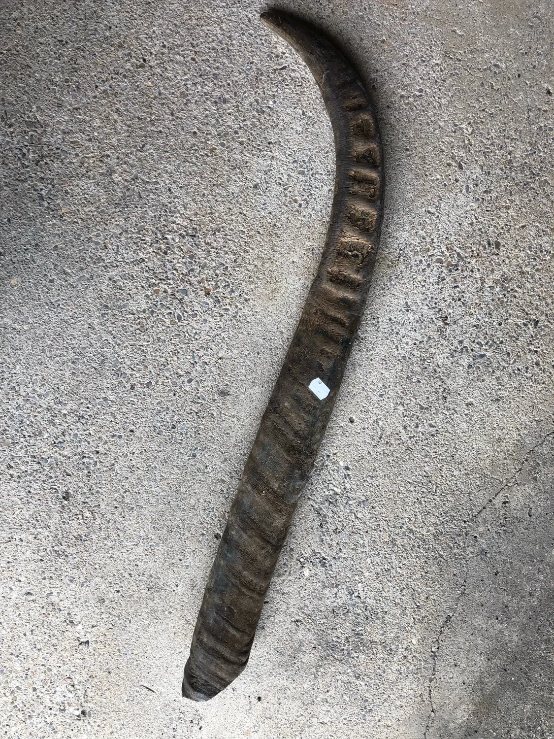 Dr. Dittmar buffelhorn opolerat 80-89 cm