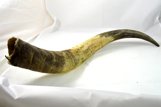 Dr. Dittmar watusihorn dekoration 60-90 cm putsat