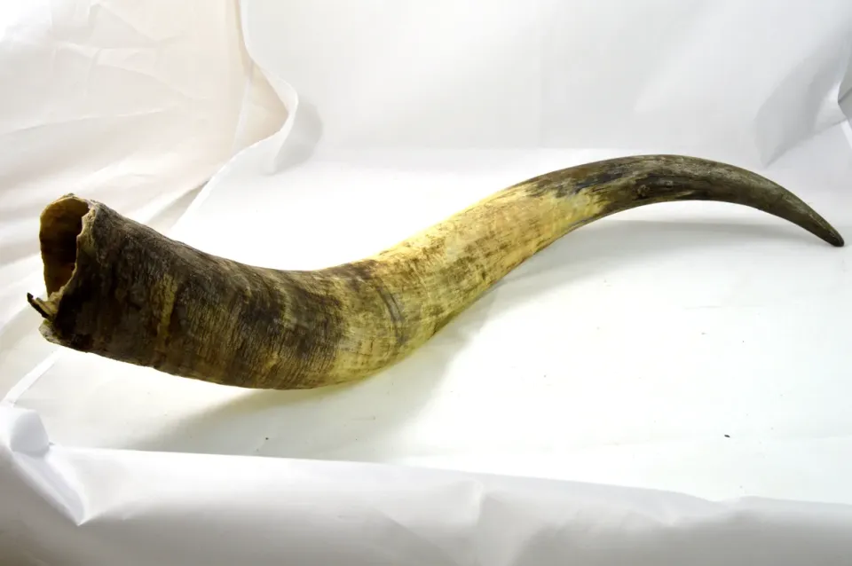 Dr. Dittmar watusihorn dekoration 60-90 cm putsat