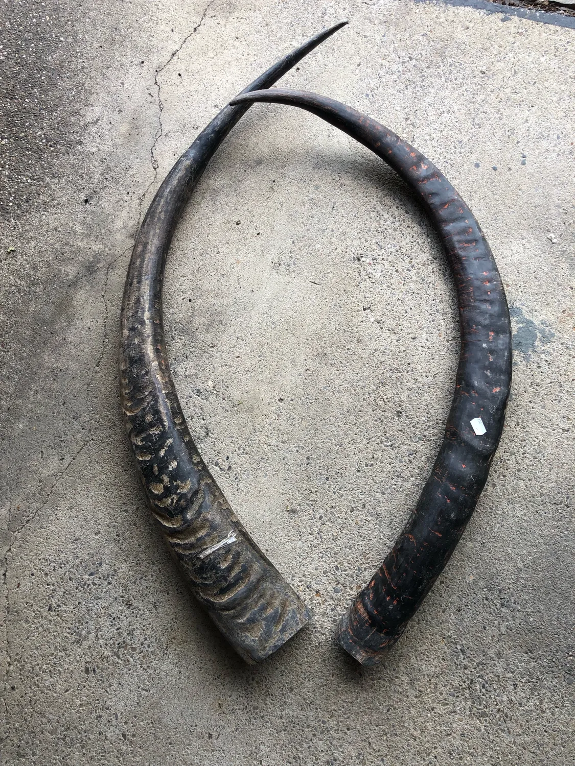 Dr. Dittmar vattenbuffelhorn opolerat 120 cm