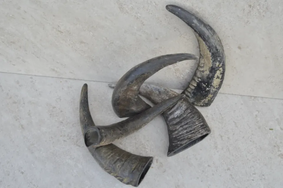 Dr. Dittmar vattenbuffelhorn opolerat 30-38 cm