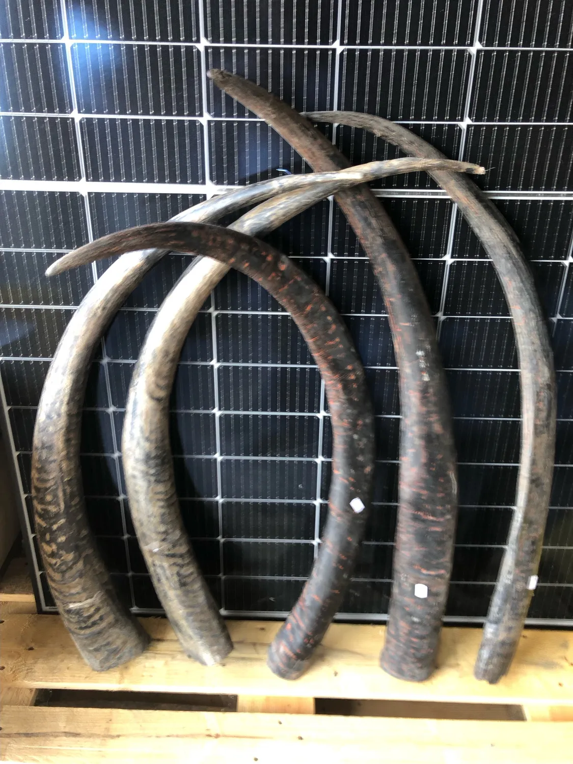 Dr. Dittmar vattenbuffelhorn opolerat 120 cm