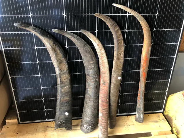 Dr. Dittmar buffelhorn opolerat 80-89 cm