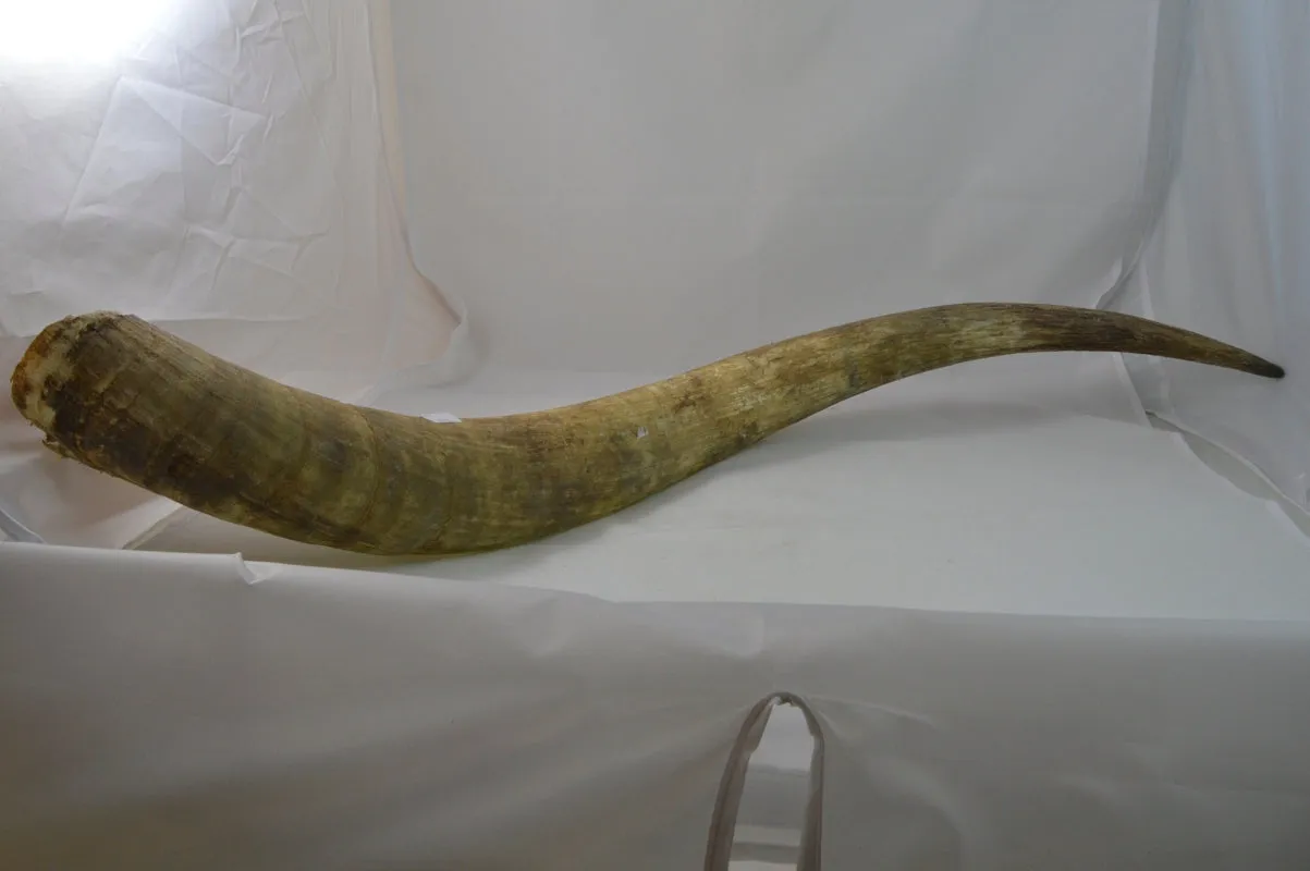 Dr. Dittmar watusihorn dekoration 60-90 cm putsat