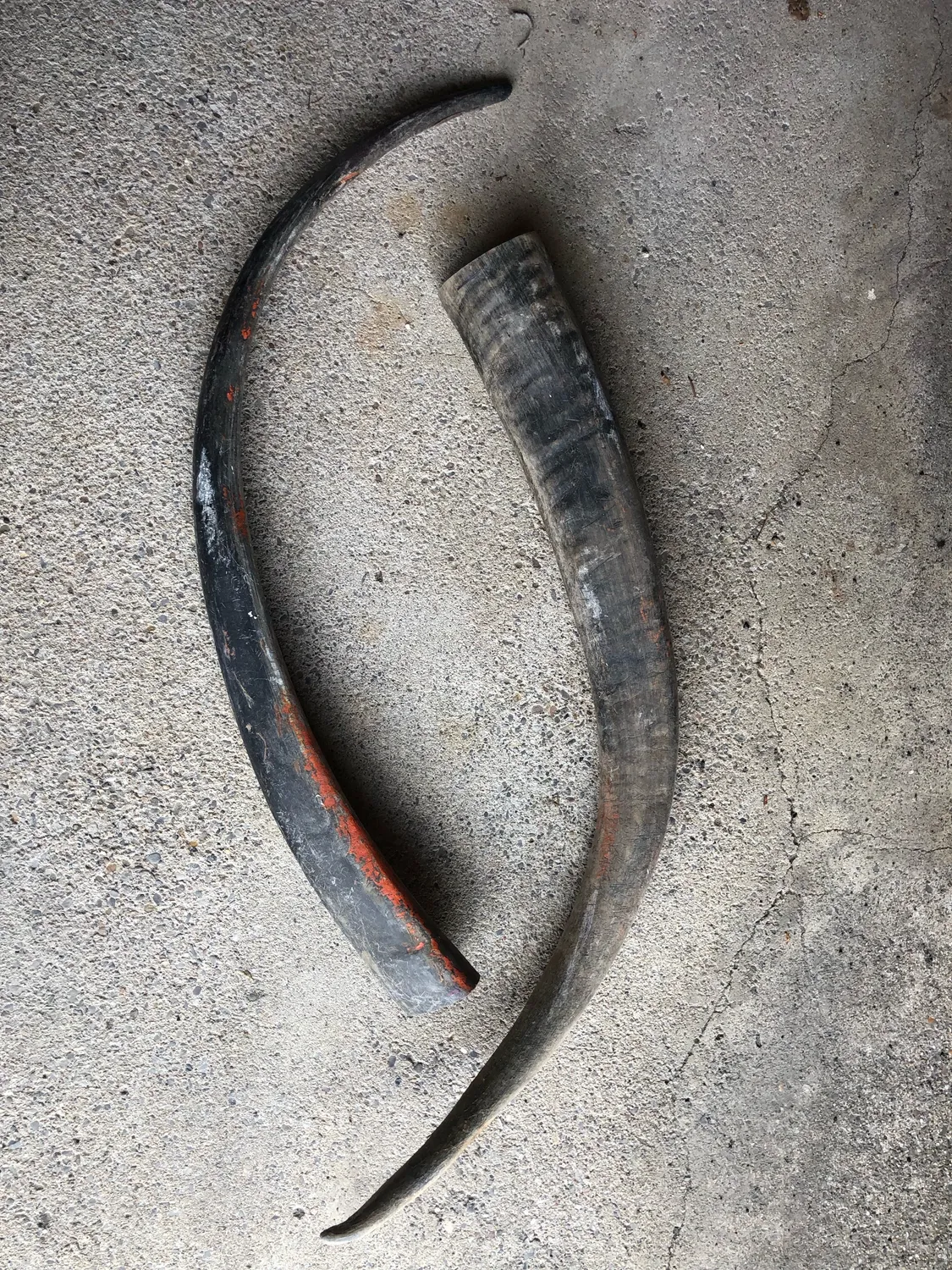 Dr. Dittmar buffelhorn opolerat 80-89 cm
