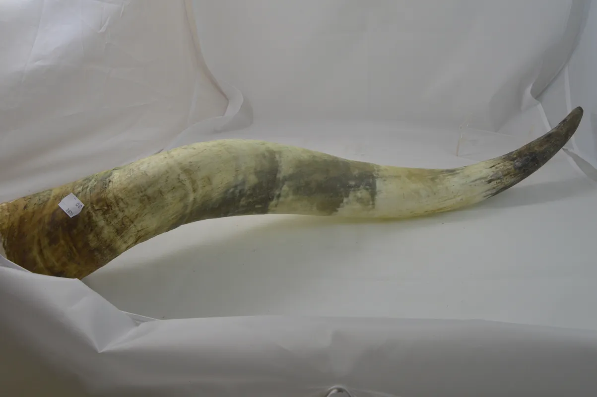 Dr. Dittmar watusihorn dekoration 60-90 cm putsat