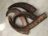 Dr. Dittmar buffelhorn spets 100-179 g svarvämne