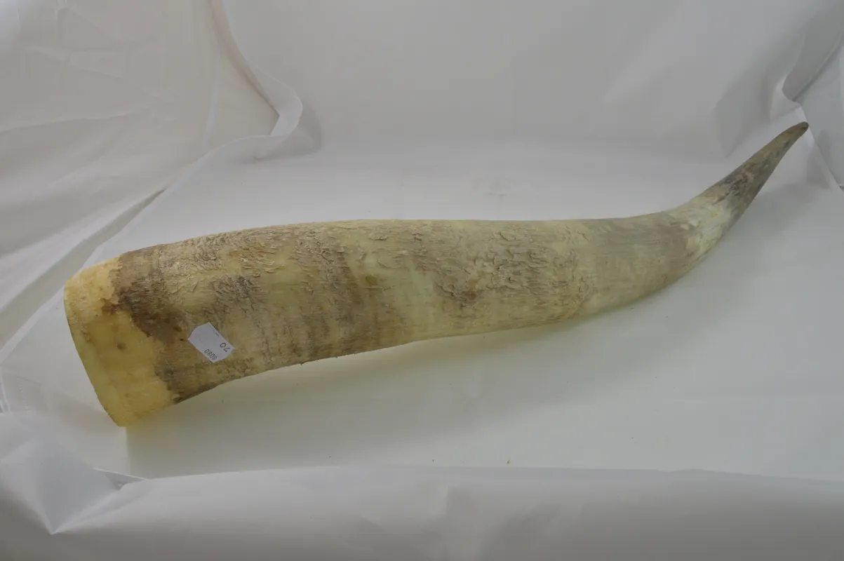 Dr. Dittmar watusihorn dekoration 60-90 cm putsat
