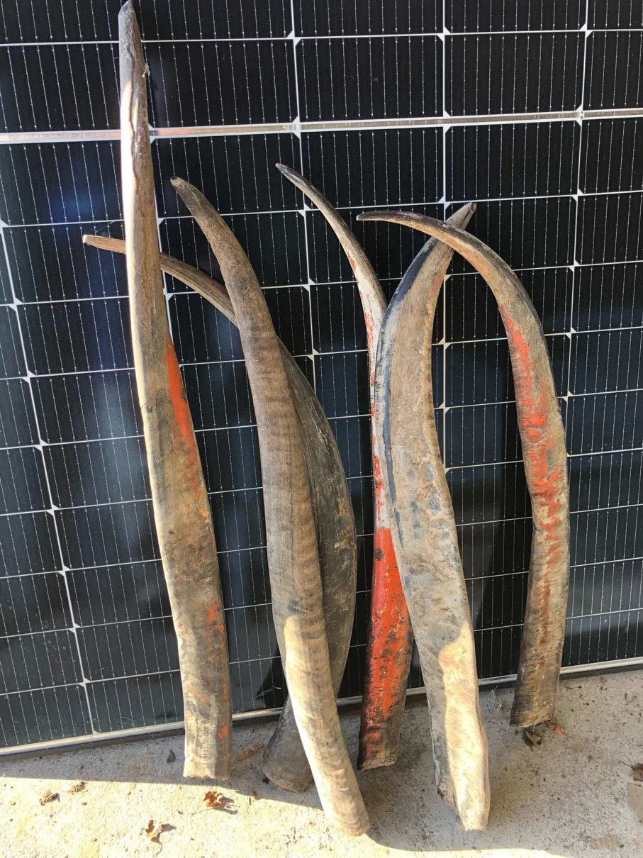 Dr. Dittmar Buffelhorn 90-99cm opolerat hornämne