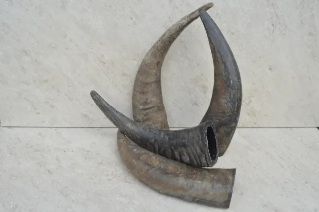 Dr. Dittmar vattenbuffelhorn opolerat 40–50 cm