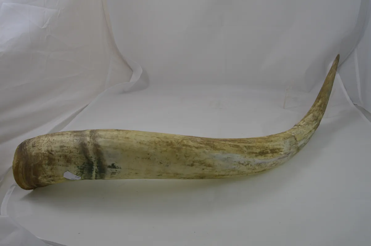 Dr. Dittmar watusihorn dekoration 60-90 cm putsat