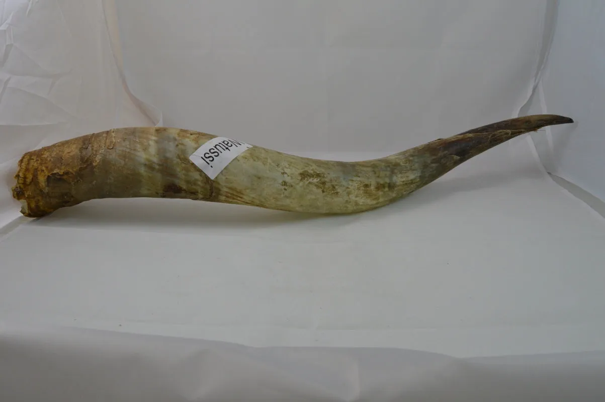 Dr. Dittmar watusihorn dekoration 60-90 cm putsat