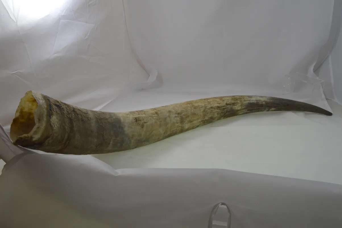 Dr. Dittmar watusihorn dekoration 60-90 cm putsat