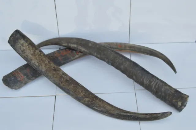 Dr Dittmar Vattenbuffelhorn 60–75 cm opolerat hantverk