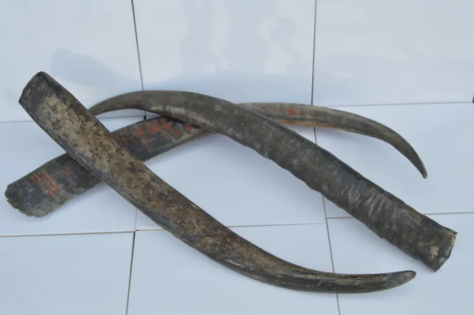Dr Dittmar Vattenbuffelhorn 60–75 cm opolerat hantverk