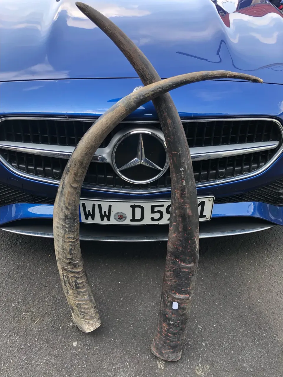 Dr. Dittmar vattenbuffelhorn opolerat 120 cm