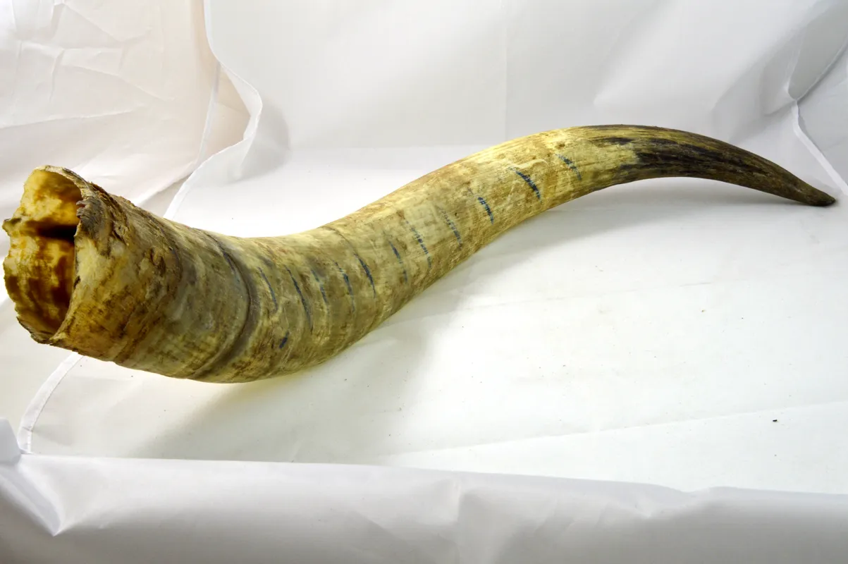 Dr. Dittmar watusihorn dekoration 60-90 cm putsat
